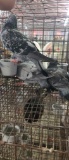 3 Homing Pigeons - 2021 Hatch