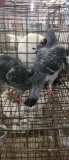 3 Homing Pigeons - 2021 Hatch