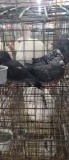 3 Homing Pigeons - 2021 Hatch