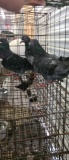 3 Homing Pigeons - 2021 Hatch