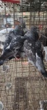 3 Homing Pigeons - 2021 Hatch
