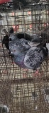 3 Homing Pigeons - 2021 Hatch