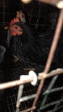 2 Cochin Bantam Hens