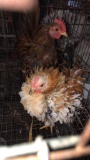 Pair Of Cemani Cross Frizzles