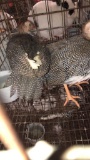 3 Guinea Keets