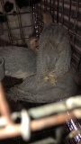 3 Guinea Keets