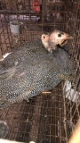 3 Guinea Keets