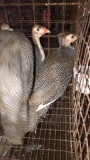 3 Guinea Keets