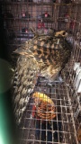 Pair Reeves Pheasants - 6 Mos Old