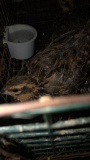 Pair Reeves Pheasants - 6 Mos Old