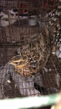 1 Reeves Pheasants - 6 Mos Old