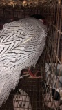 Pair Silver Pheasants - Proven Breeders