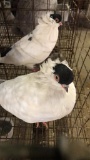 Pair Helmet Head Pigeons