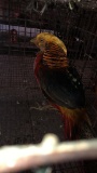 Red Gold Pheasant Male