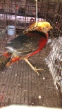 Red Gold Pheasant Male