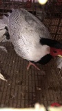 Silver Pheasant Male - 6 Mos Old