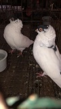 Pair Helmet Head Pigeons