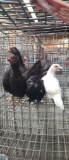 4 Young Seramas