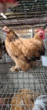 Pair Cochins