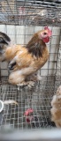 Pair Cochins