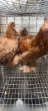 Pair Cochins