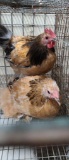 Pair Cochins
