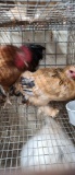 Pair Cochins