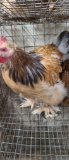 Pair Cochins