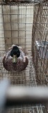 Snowy Call Duck Drake