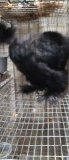 Black Showgirl Silkie Rooster