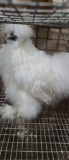 White Silkie Rooster