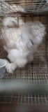Paint Silkie Rooster