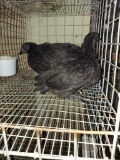 3 Ayam Cemani Chicks * 7-8 Wks Old