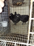 3 Ayam Cemani Chicks * 7-8 Wks Old