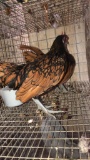 2 Golden Seabright Roosters