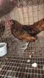 2 Golden Seabright Roosters