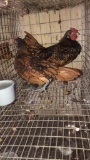 2 Golden Seabright Roosters