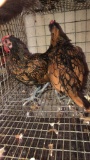 2 Golden Seabright Roosters