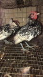 2 Silver Seabright Roosters