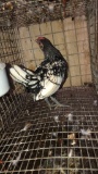 Silver Seabright Rooster