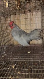 Blue Old English Rooster