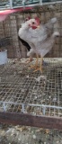 Modern Game Bantams - 2 Roosters, 1 Hen