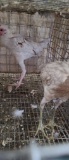 Pair Modern Game Bantams