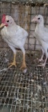 Pair Modern Game Bantams