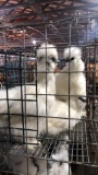 3 Young Paint Silkies