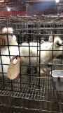 3 Young Paint Silkies