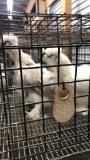 3 Young Paint Silkies