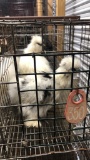 2 Young Paint Silkies