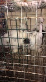 3 Young Paint Silkies