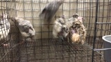 6 Coturnix Quail
